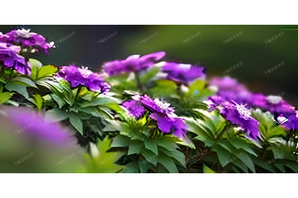 武汉桑拿茶香，养生休闲两不误